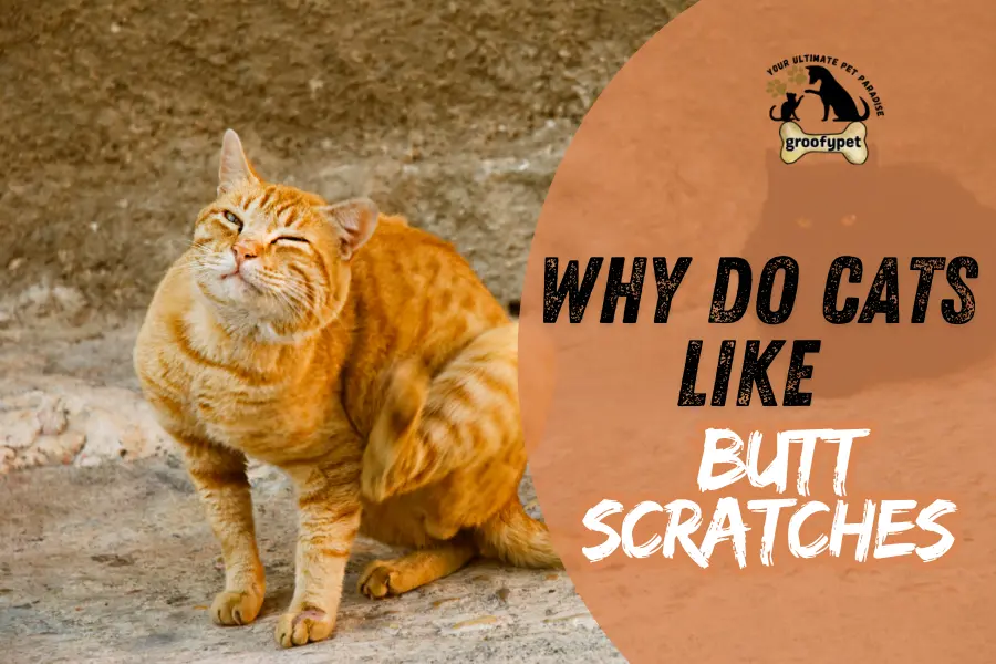 why do cats like butt scratches