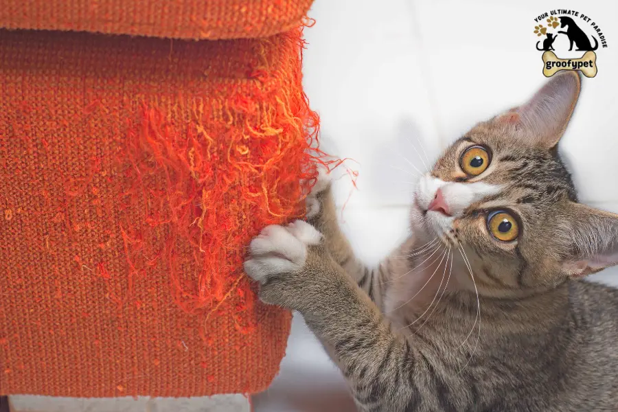 why do cats like butt scratches