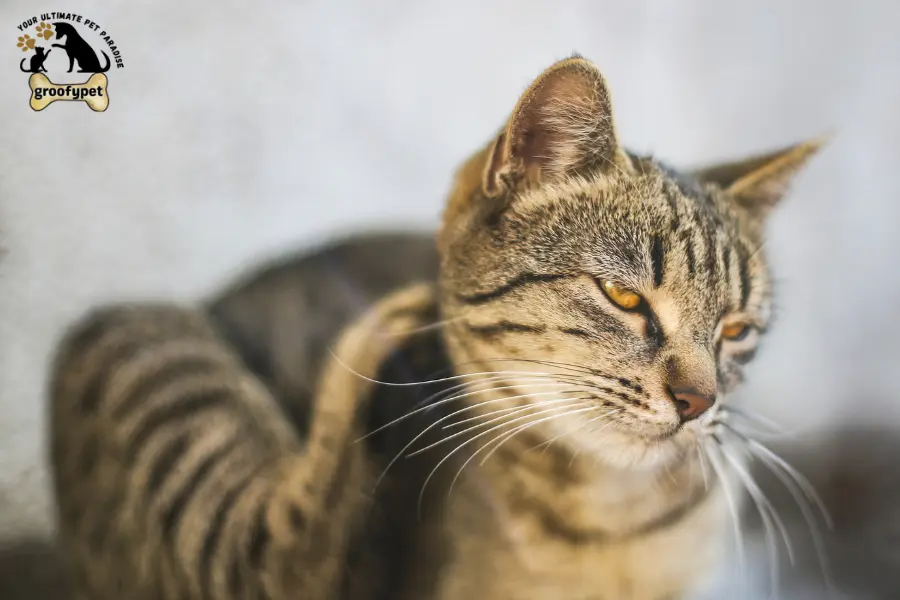 why do cats like butt scratches