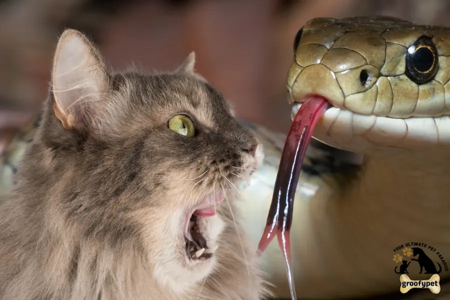 are cats scared of snakes