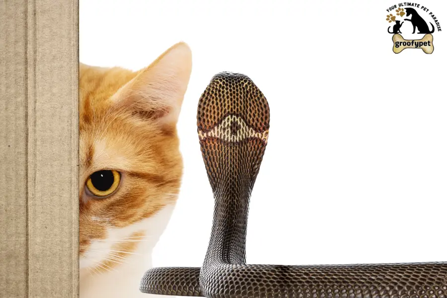 are cats scared of snakes