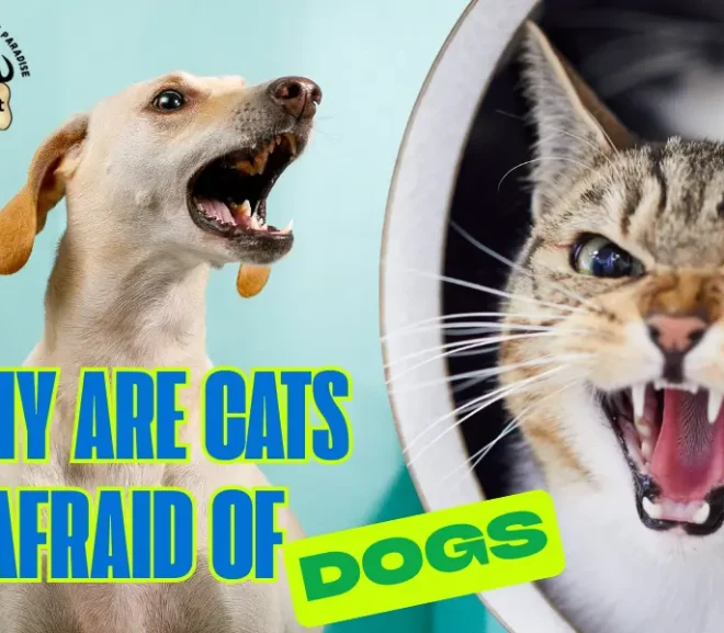 Why Are Cats Afraid of Dogs? Signs, Causes and Fixes!