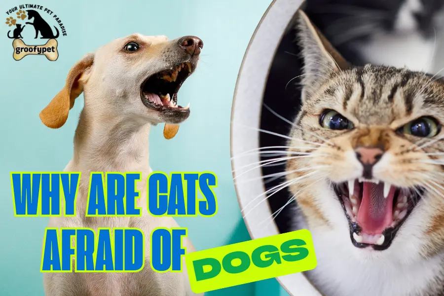 why are cats afraid of dogs