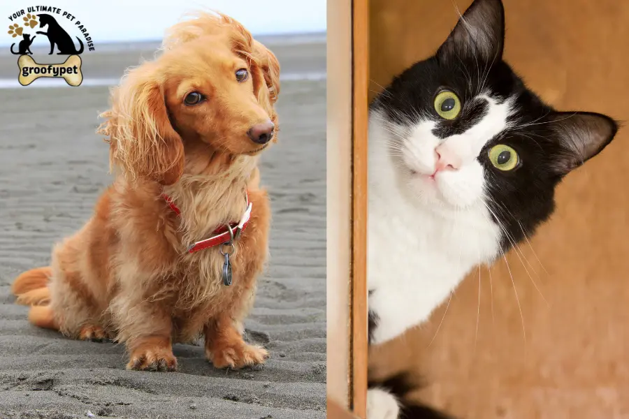 why are cats afraid of dogs