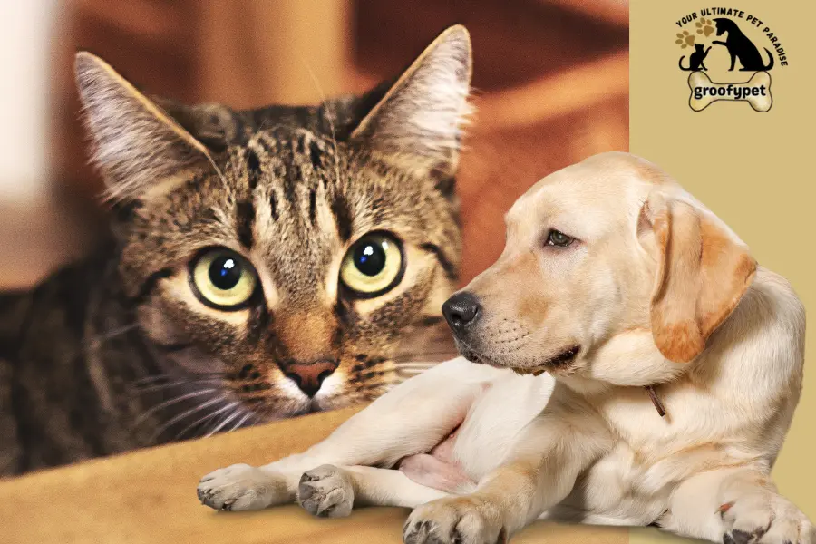 why are cats afraid of dogs