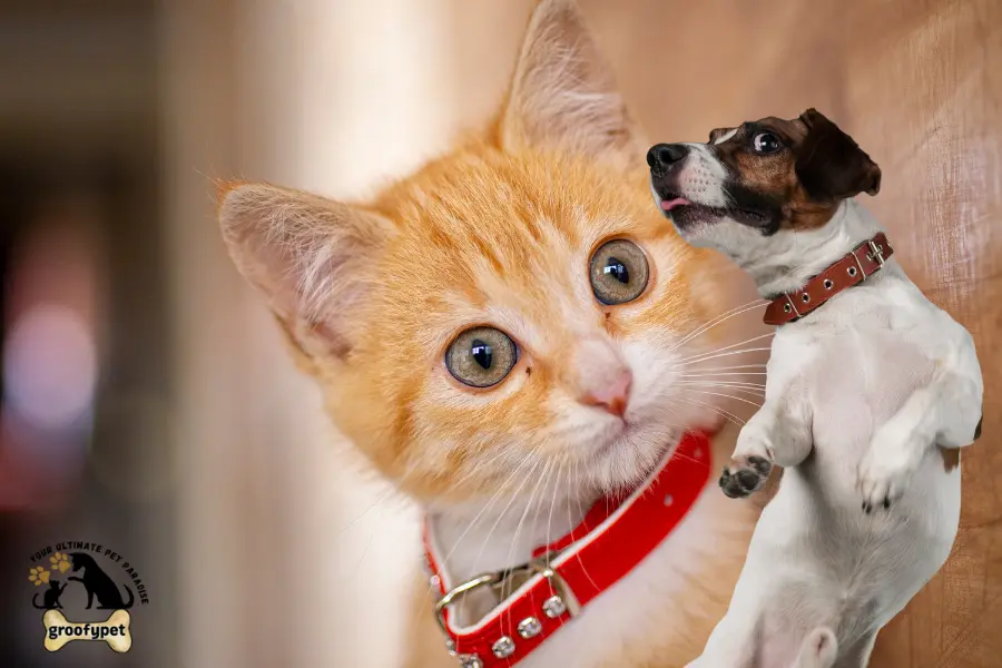 why are cats afraid of dogs