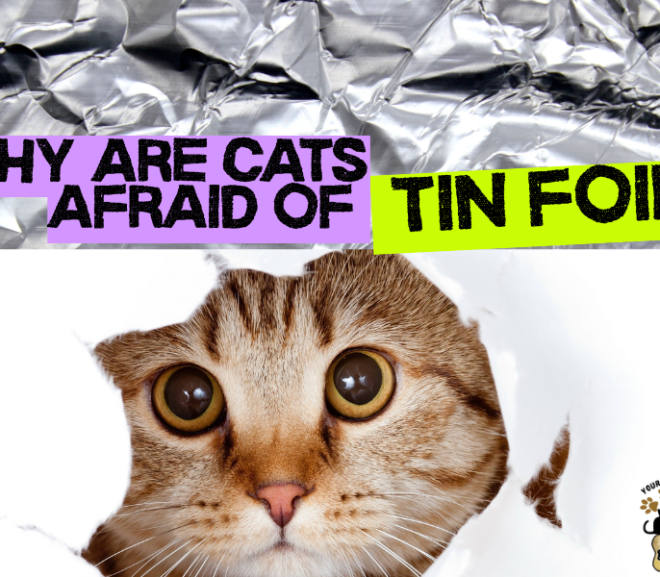 Why Are Cats Afraid of Tin Foil? Discover the Surprising Reasons Behind Their Fear!