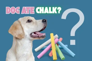 dog ate chalk