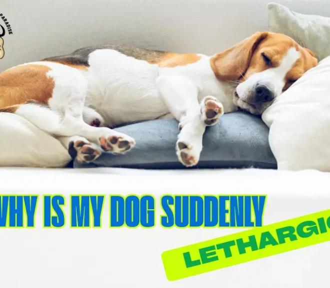 Why Is My Dog Suddenly Lethargic? Possible Causes and How to Help Fast!