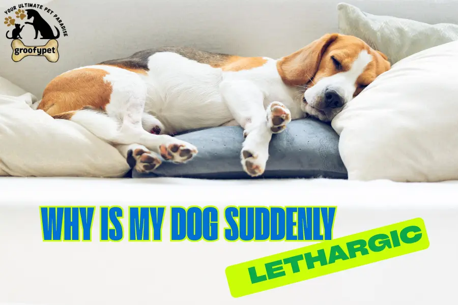 why is my dog suddenly lethargic