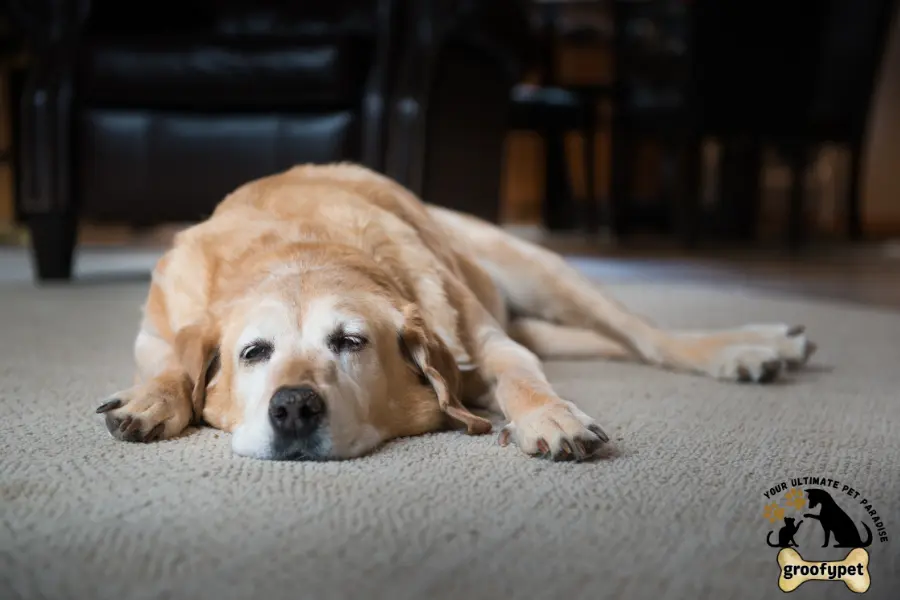 why is my dog suddenly lethargic
