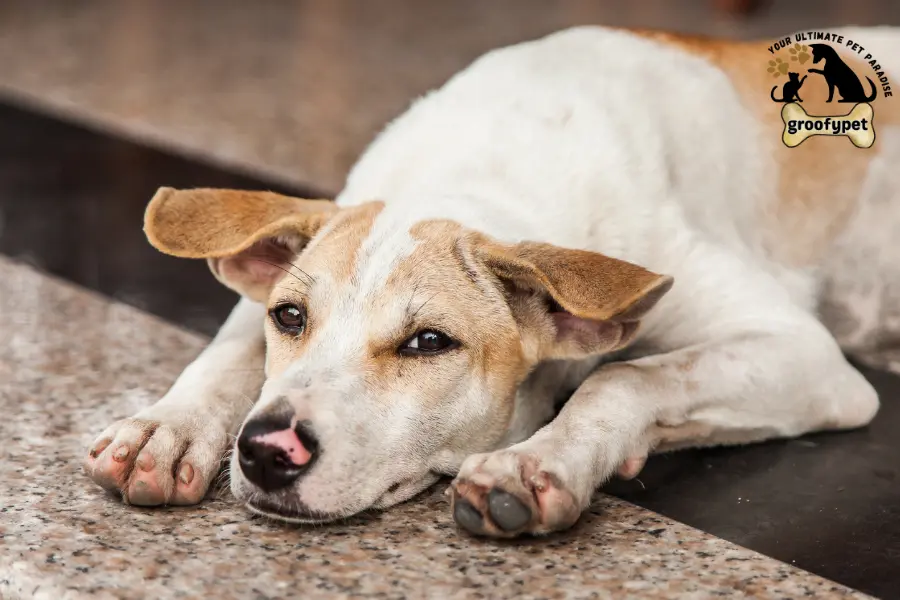 why is my dog suddenly lethargic