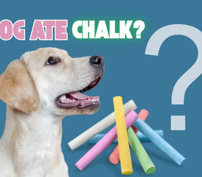 Dog Ate Chalk? Immediate Actions That Could Save Your Pet!
