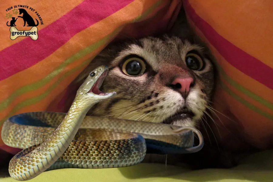 are cats scared of snakes