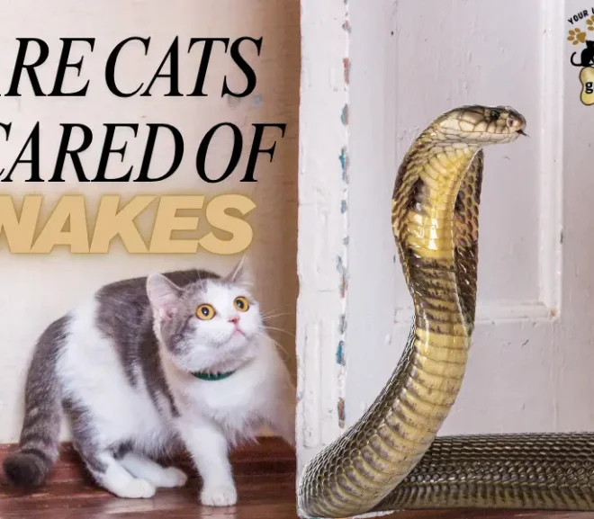 Are Cats Scared of Snakes? Learn the Shocking Science Behind It!