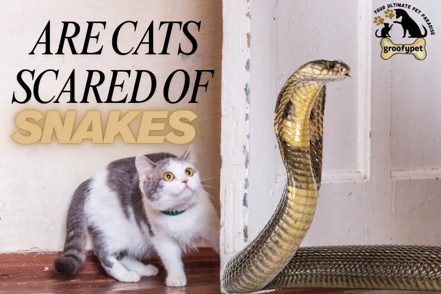 are cats scared of snakes
