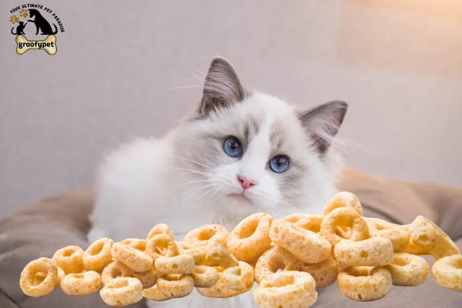 cat eating carpet fibers