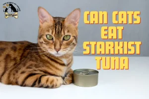 can cats eat starkist tuna