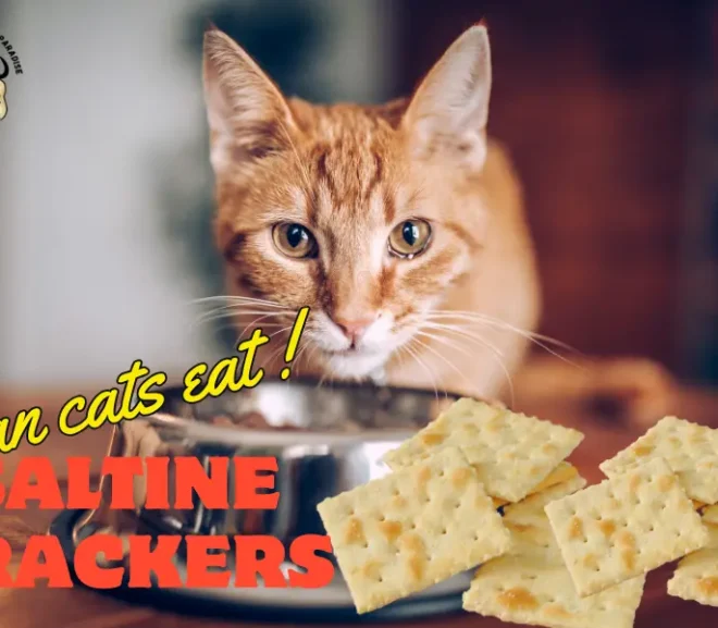 Can Cats Eat Saltine Crackers? Why It Might Be Alarming Risky!