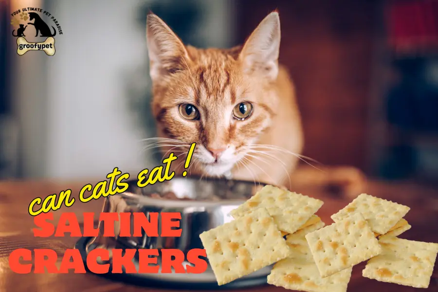 can cats eat saltine crackers