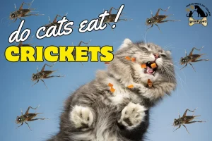 do cats eat crickets