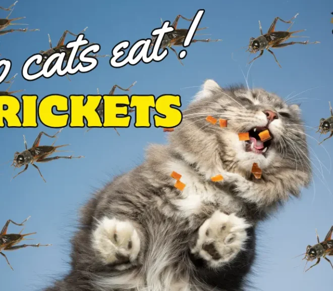 Do Cats Eat Crickets? Discover the Amazing Hunting Instincts of Cats!