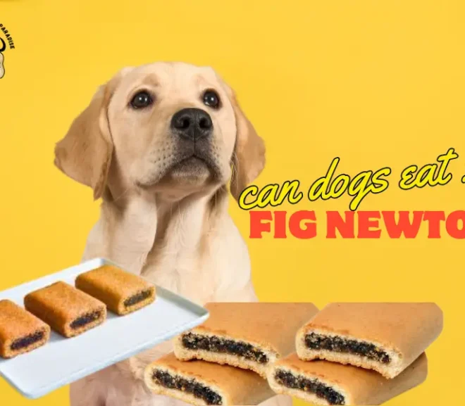 Can Dogs Eat Fig Newtons? Safety Guide for Pet Parents!