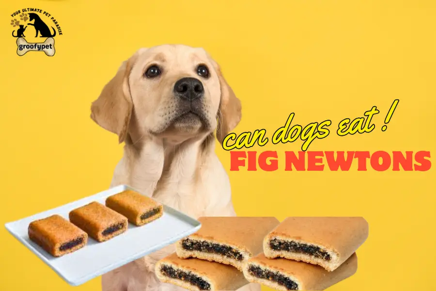 can dogs eat fig newtons