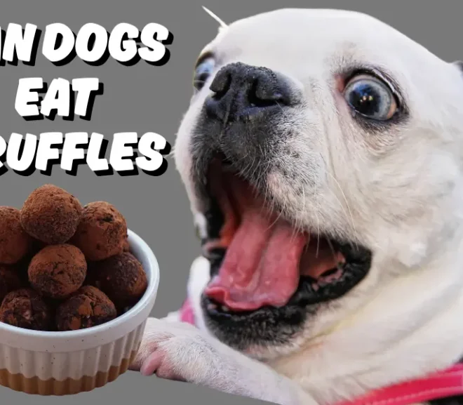 Can Dogs Eat Truffles? Think Before You Share This Risky Treat!