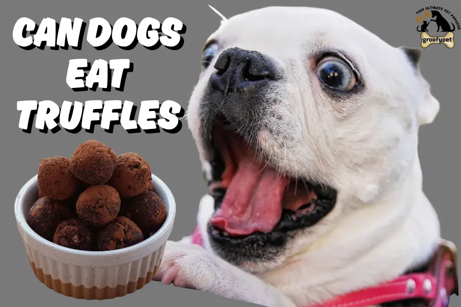 can dogs eat truffles