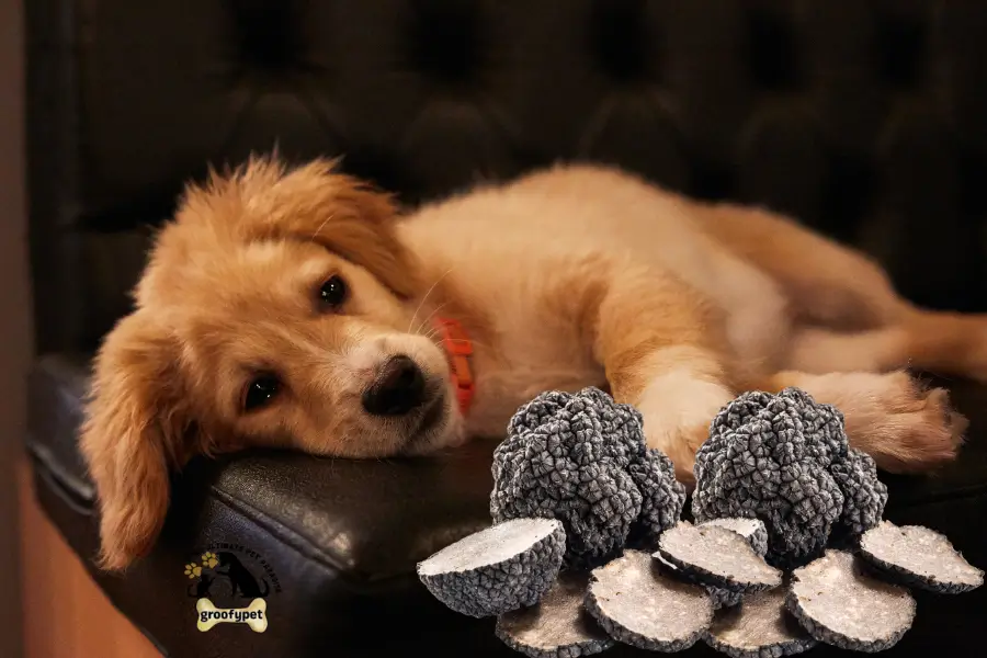 can dogs eat truffles