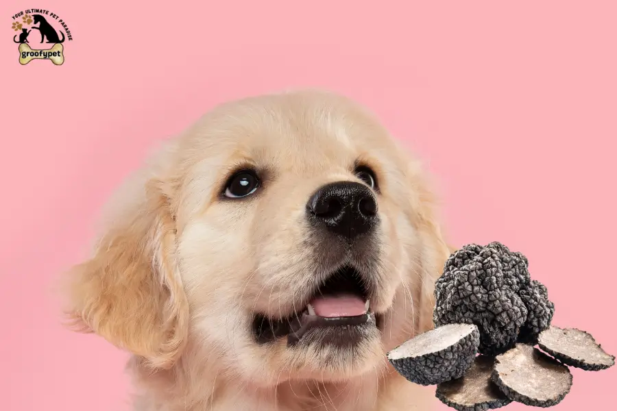 can dogs eat truffles
