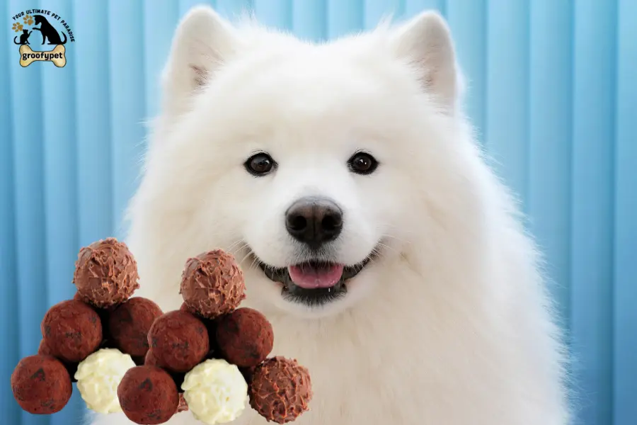 can dogs eat truffles