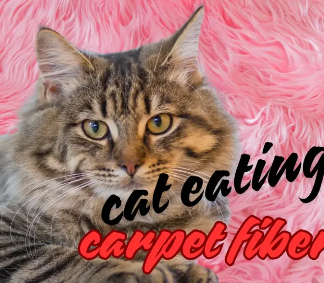 Cat Eating Carpet Fibers: Life Saving Fixes Every Loving Owner Should Know!