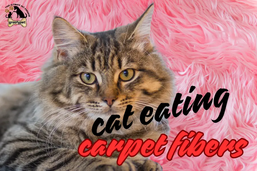 cat eating carpet fibers