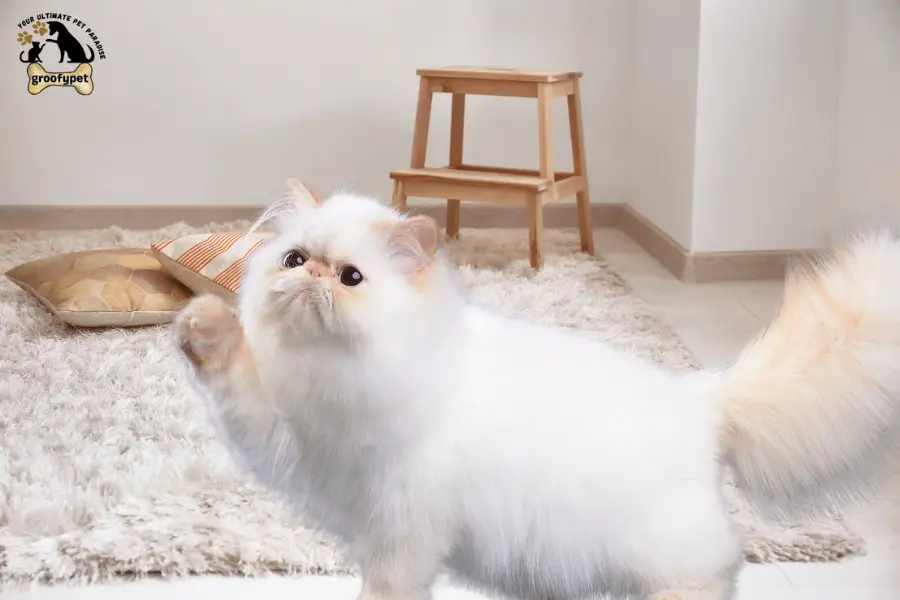 cat eating carpet fibers