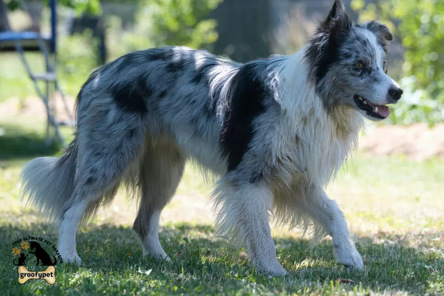 old dog walking in circles 
