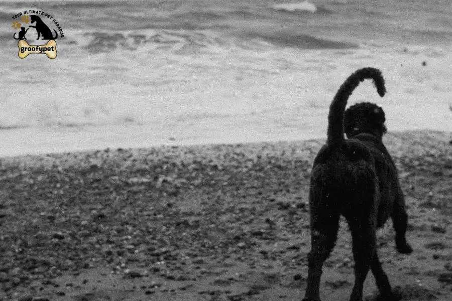 old dog walking in circles 