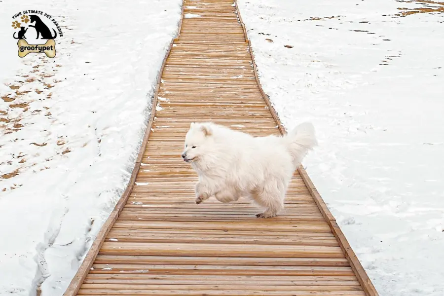 old dog walking in circles 