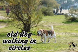 old dog walking in circles