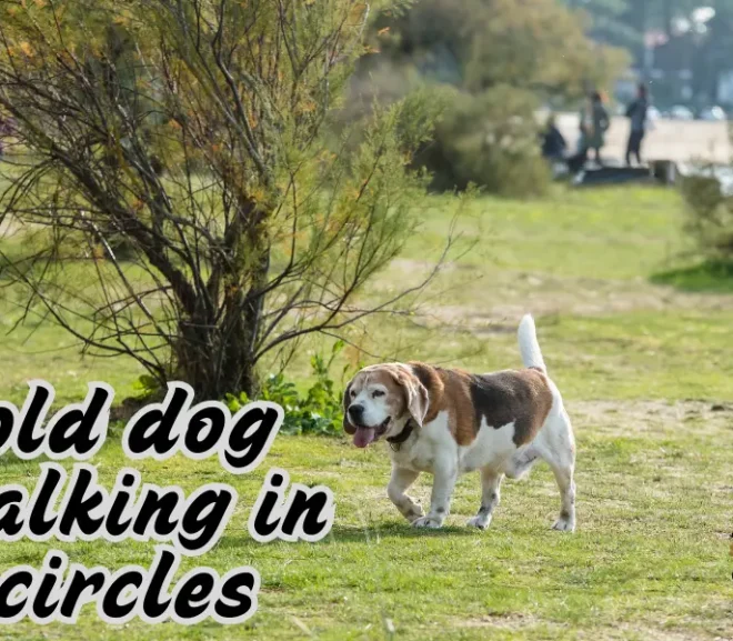 Old Dog Walking in Circles? Know When to Worry and How to Help!