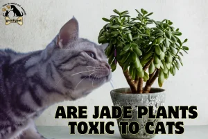 are jade plants toxic to cats