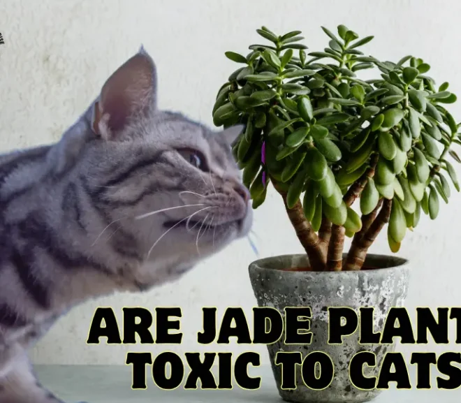 Are Jade Plants Toxic to Cats? Protect Your Cat From This Silent Threat!