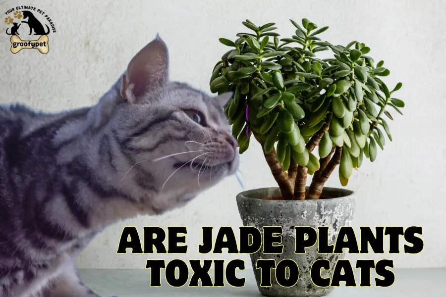 are jade plants toxic to cats