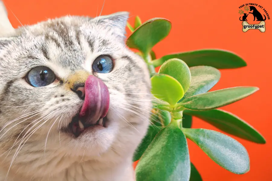 are jade plants toxic to cats