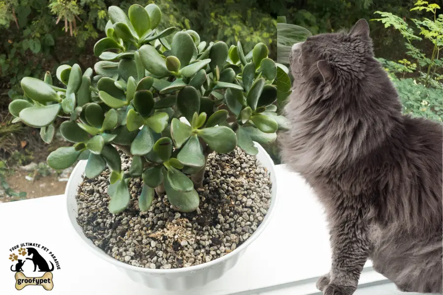 are jade plants toxic to cats