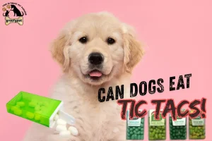 can dogs eat tic tacs