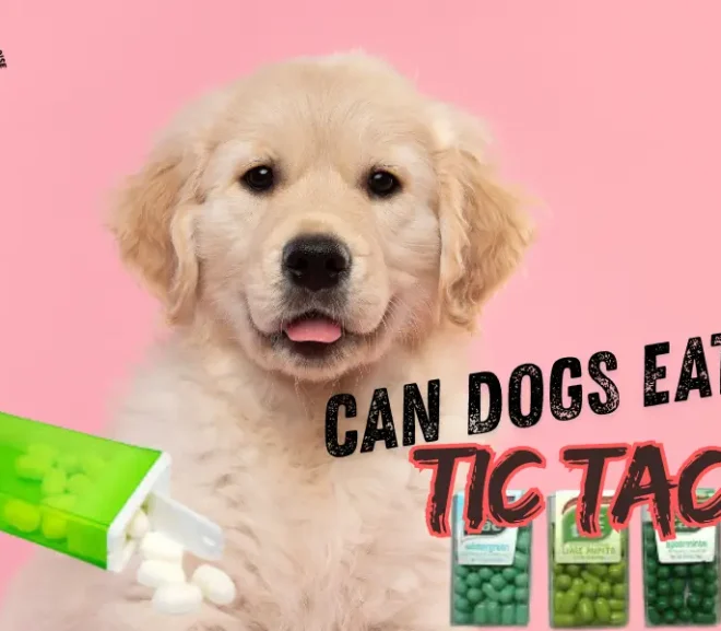 Can Dogs Eat Tic Tacs? The Startling Answer!