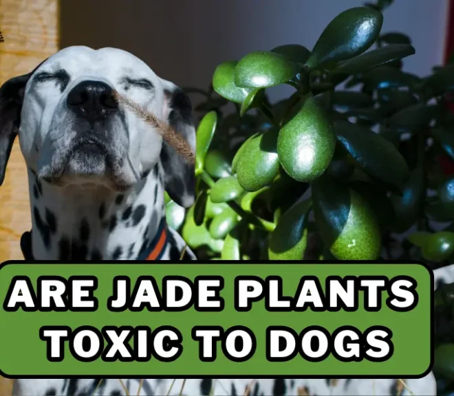 Are Jade Plants Toxic to Dogs? Stay Safe and Keep Your Pup Happy!
