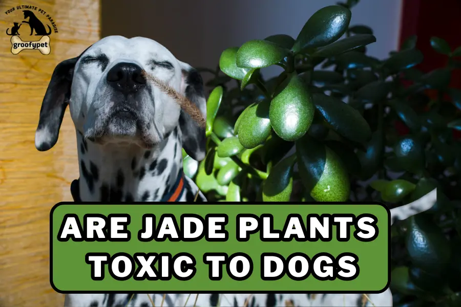are jade plants toxic to dogs